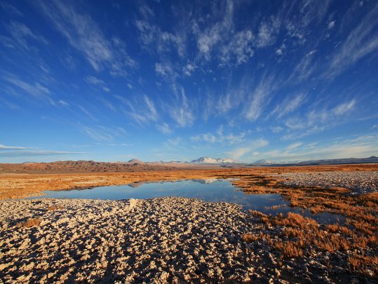 Atacama Chili